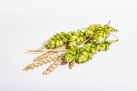 Cones of hops and wheat ears isolated on white background. Oktoberfest template, wheat beer concept