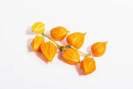 Physalis alkekengi or Chinese lantern isolated on white background. Orange lampion flowers on branches, element of autumn decorの写真素材