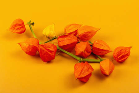 Physalis alkekengi or Chinese lantern isolated on yellow background. Orange lampion flowers on branches, element of autumn decorの写真素材