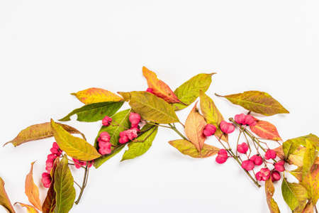 Wreath from Euonymus europaeus isolated on a white background. Autumn frame decorative composition with toxic fruits, orange seeds, and fall colorful leavesの写真素材