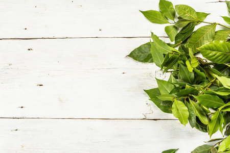 Fresh laurel leaves on white wooden background. The traditional ingredient for preparing a variety of dishes, fragrant spice, copy spaceの写真素材