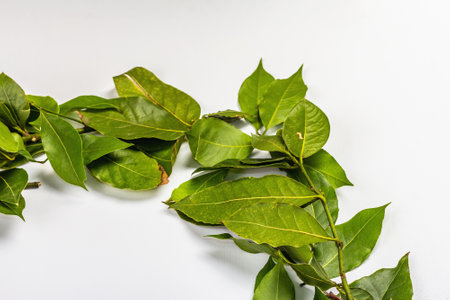 Laurel wreath of fresh leaves isolated on white background. The traditional symbol of winners, an ingredient for preparing a variety of dishesの写真素材