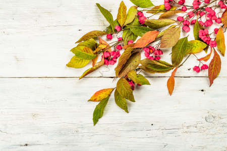 Wreath from Euonymus europaeus a white wooden background. Autumn frame decorative composition with toxic fruits, orange seeds, and fall colorful leaves, copy spaceの写真素材