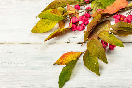 Wreath from Euonymus europaeus a white wooden background. Autumn frame decorative composition with toxic fruits, orange seeds, and fall colorful leaves, copy spaceの写真素材