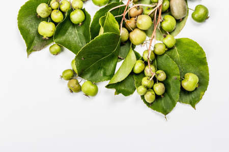 Ripe Actinidia arguta or kiwi isolated on white background. Branches of fresh fruits with green leaves, mockup, templateの写真素材