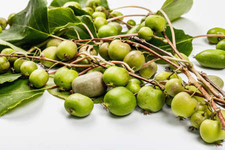 Ripe Actinidia arguta or kiwi isolated on white background. Branches of fresh fruits with green leaves, mockup, templateの写真素材