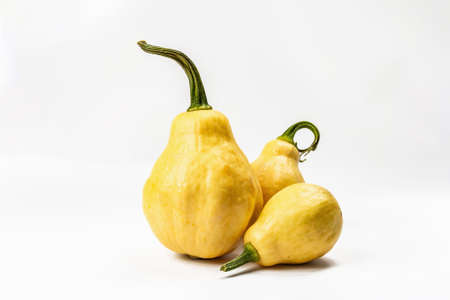 Assorted ripe pumpkins isolated on white background. Whole squash, traditional festive decorative element for Halloween or Thanksgivingの写真素材