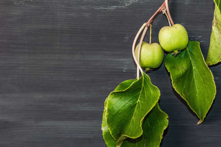 Ripe Actinidia arguta or kiwi on black wooden background. Branches of fresh fruits with green leavesの写真素材