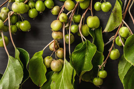 Ripe Actinidia arguta or kiwi on black wooden background. Branches of fresh fruits with green leavesの写真素材