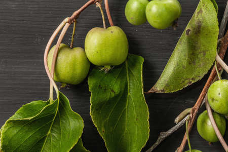Ripe Actinidia arguta or kiwi on black wooden background. Branches of fresh fruits with green leavesの写真素材