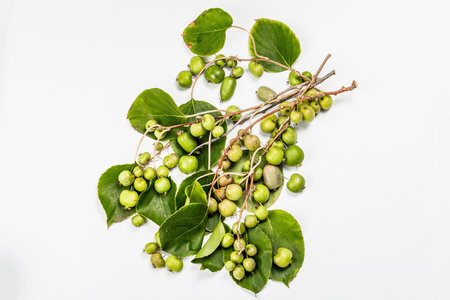 Ripe Actinidia arguta or kiwi isolated on white background. Branches of fresh fruits with green...