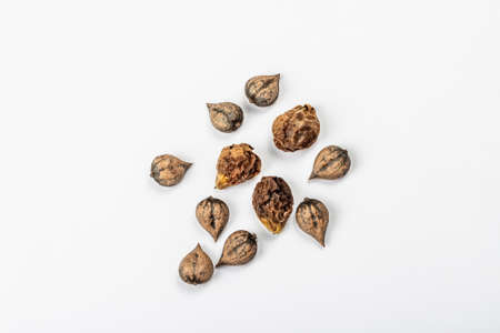Ripe Juglans cordiformis Maxim or heart-shaped walnut isolated on white background. Young green and unpeeled whole nuts, flat lay, mockup, templateの写真素材