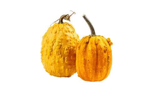 Ripe orange pumpkins isolated on white background. Whole squash, traditional decorative element for Halloween or Thanksgivingの写真素材