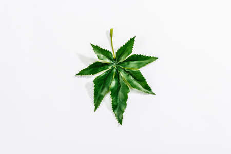 Artificial hemp leaf isolated on white background. Trendy plant, mockup, template, flat layの写真素材