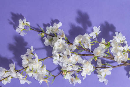 Blossoming cherry twig isolated on purple very peri background. Amazing spring blossom, Easter or...