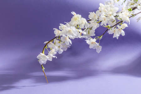 Blossoming cherry twig isolated on purple very peri background. Amazing spring blossom, Easter or...