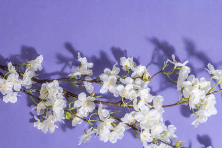 Blossoming cherry twig isolated on purple very peri background. Amazing spring blossom, Easter or Wedding gentle conceptの写真素材