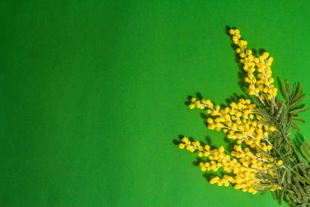 Mimosa flowers green background. Festive spring concept, Easter, Women Day. Trendy hard light, dark shadow, flat lay, top viewの写真素材