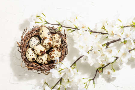 Happy Easter background with blooming cherry and quail eggs in a nest. Spring flat festive lay,...