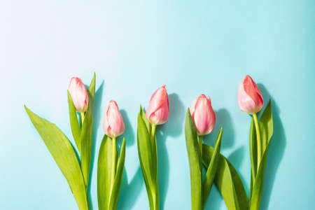 Fresh flower composition, a bouquet of pink tulips, isolated on a blue background. Greeting concept, international Women's, Valentines, or Mother's Day, Weddingの写真素材
