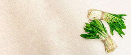 Bunches of a fresh harvest of spring ramson or wild leek. Fragrant spicy leaves on light stone...