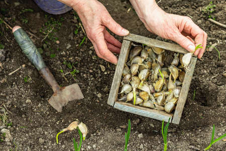 Gardening conceptual background. Woman's hands holding wooden crate with little garlic cloves for planting in to the soil. Spring season outdoor work in domestic gardenの写真素材
