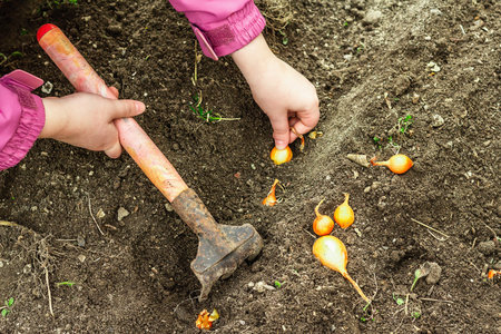 Gardening conceptual background. Children's hands planting little onions in to the soil. Spring season outdoor work in domestic gardenの写真素材