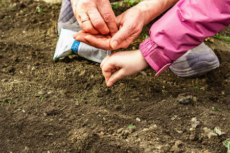Gardening conceptual background. Children's and woman's hands planting sorrel seeds in to the soil. Spring season outdoor work in domestic gardenの写真素材