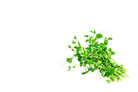 Sprouts of a young pea isolated on white background. Fresh food ingredient for a healthy lifestyle. Spring green color plant, trendy hard light, dark shadowの写真素材