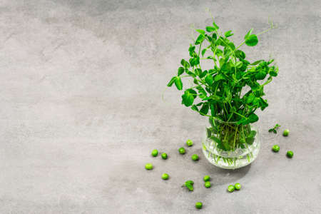 Sprouts of a young pea. Fresh food ingredient for a healthy lifestyle. Trendy hard light, dark shadow. gray stone concrete backgroundの写真素材
