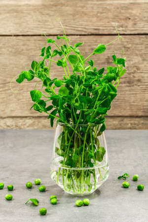 Sprouts of a young pea. Fresh food ingredient for a healthy lifestyle. Trendy hard light, dark shadow. gray stone concrete backgroundの写真素材