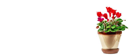 Cyclamen in a plant pot isolated on white background. Red houseplant, indoor gardening, flowering banner formatの写真素材