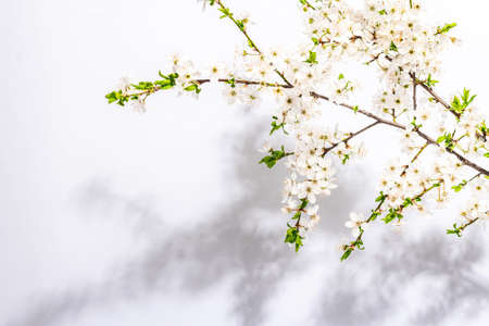 Blooming cherry plum branches isolated on white background. Festive greeting card, traditional spring flowers. Flat lay, mockup, templateの写真素材