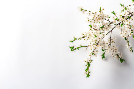Blooming cherry plum branches isolated on white background. Festive greeting card, traditional...