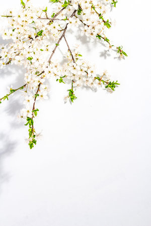 Blooming cherry plum branches isolated on white background. Festive greeting card, traditional...