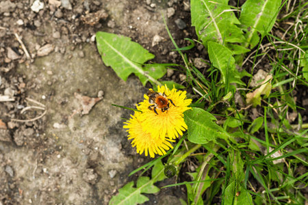 Bumblebee sitting on a dandelion flower. Spring seasonal of growing plants. Traditional blooming,...