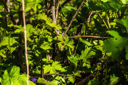 Blooming red currant bush in the garden. Spring seasonal of growing plants. Gardening concept background, top viewの写真素材