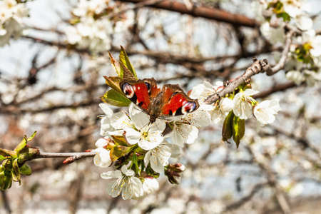 Blooming cherry tree in the garden. Peacock butterfly in fragrant flowers. Spring seasonal of growing plants. Gardening concept background, floral style, selective focusの写真素材