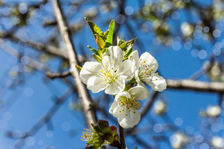 Blooming cherry tree in the garden. Spring seasonal of growing plants. Gardening concept background,...
