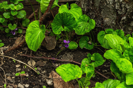 Blooming violet in the garden. Spring seasonal of growing plants. Gardening concept background, top...
