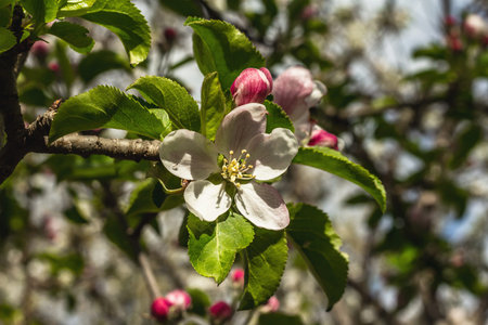 Blooming apple tree in the garden. Spring seasonal of growing plants. Gardening concept background,...