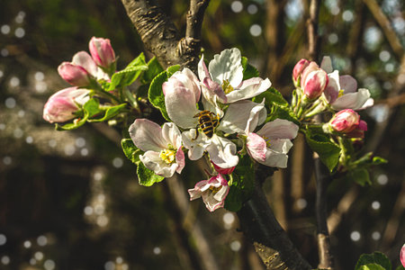 The bee collects nectar. Blooming apple tree in the garden. Spring seasonal of growing plants....