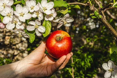 Blooming apple tree in the garden. The woman's hands are holding ripe apples. Spring seasonal of...
