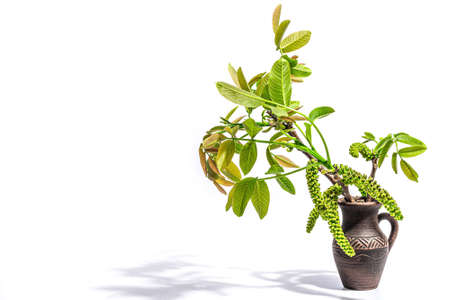 Blooming walnut branch in vase isolated on a white background. Young leaves and flowers catkins of Juglans regia tree from garden farming agriculturalの写真素材