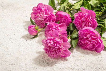 Fragrant pink peonies bouquet. Summer plaster background, seasonal design, festive holiday card concept, hard light, dark shadow, copy spaceの写真素材