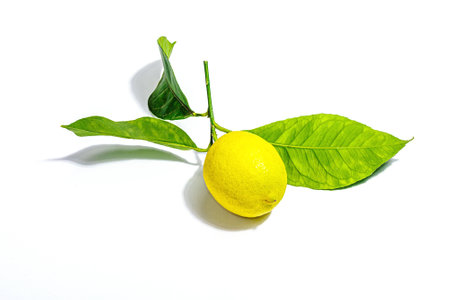 Ripe whole lemon with fresh leaves isolated on white background. Juicy fruit, vitamin ingredient, mockup, template, flat lay. Modern hard light, dark shadowの写真素材