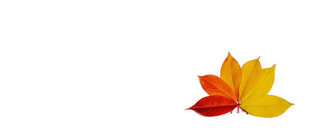 Bright assorted autumn leaves isolated on white background. Fall maple, oak and rowan tree leaves,...