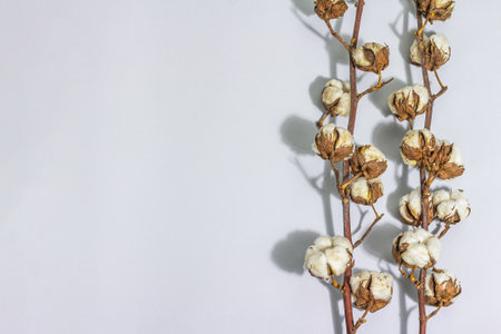 Soft and fluffy cotton flower branches on matte gray background. Raw material for environmentally natural fabrics, hard light, dark shadow, flat lay, top viewの写真素材