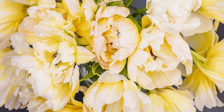 Fresh light peony tulips on black stone concrete background. Festive concept for Mother's Day or...