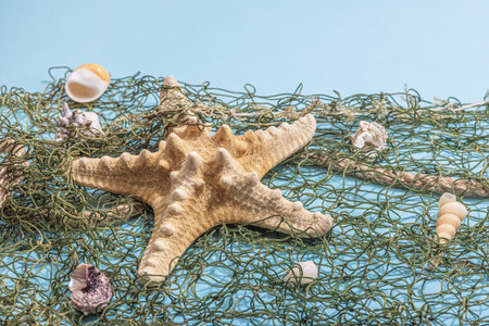 Blue nautical background with sea shells, starfishes and fishing net. Assorted marine animals, vacation concept. Trendy hard light, dark shadow, flat lay, copy spaceの写真素材